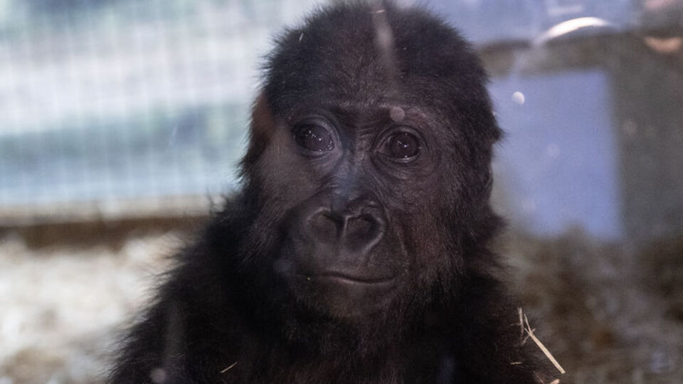 İstanbul Havalimanı'nda bulunmuştu! Zeytin'den haber var