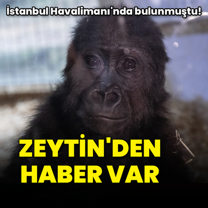 İstanbul Havalimanı'nda bulunmuştu! Zeytin'den haber var