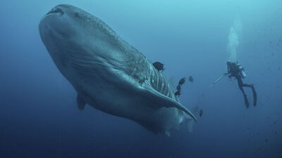 Sahilde bulundu... 26 milyon yıllık, keskin dişli!
