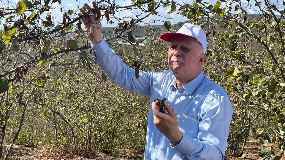 "Fındık para etmezse Karadeniz'de hayat durur"