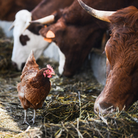 Yumurta üretimi düştü, süt ve tavuk eti üretimi arttı
