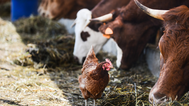 Yumurta üretimi düştü, süt ve tavuk eti üretimi arttı
