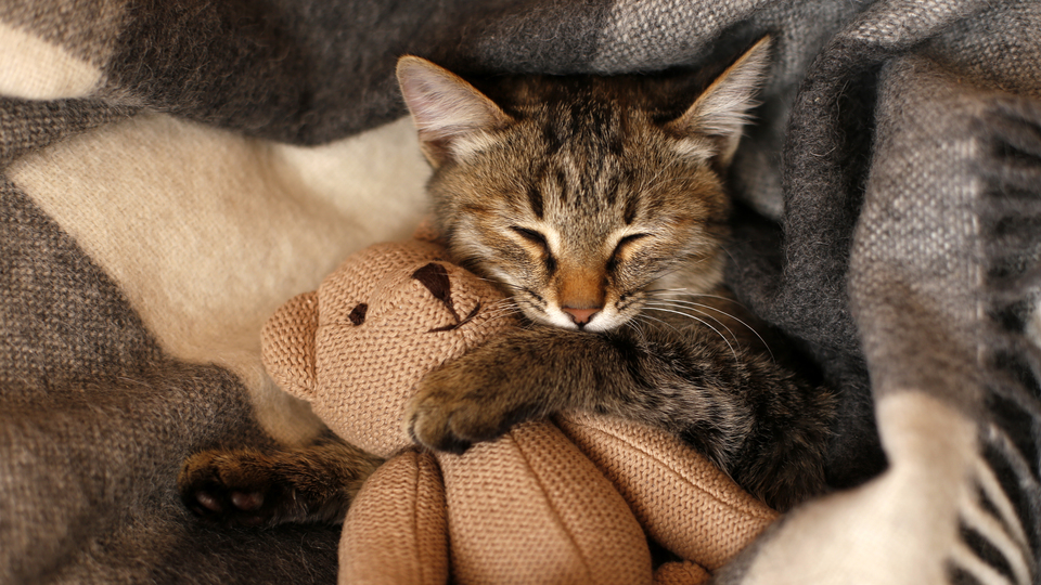 Kediler sahiplerinin ömrünü uzatıyor 