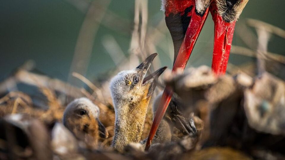 Yaren leyleğin yavruları göç yolculuğuna başladı