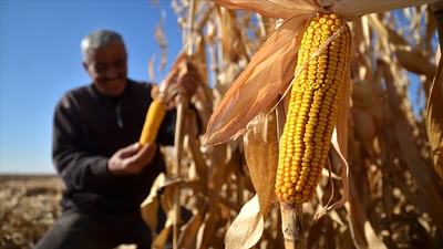 TMO mısır alım fiyatını açıkladı