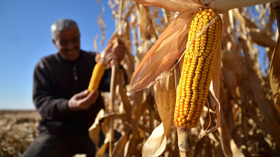 TMO mısır alım fiyatını açıkladı