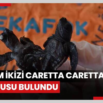 Manavgat'ta ender rastlanan olay: Siyam ikizi Caretta caretta yavrusu bulundu