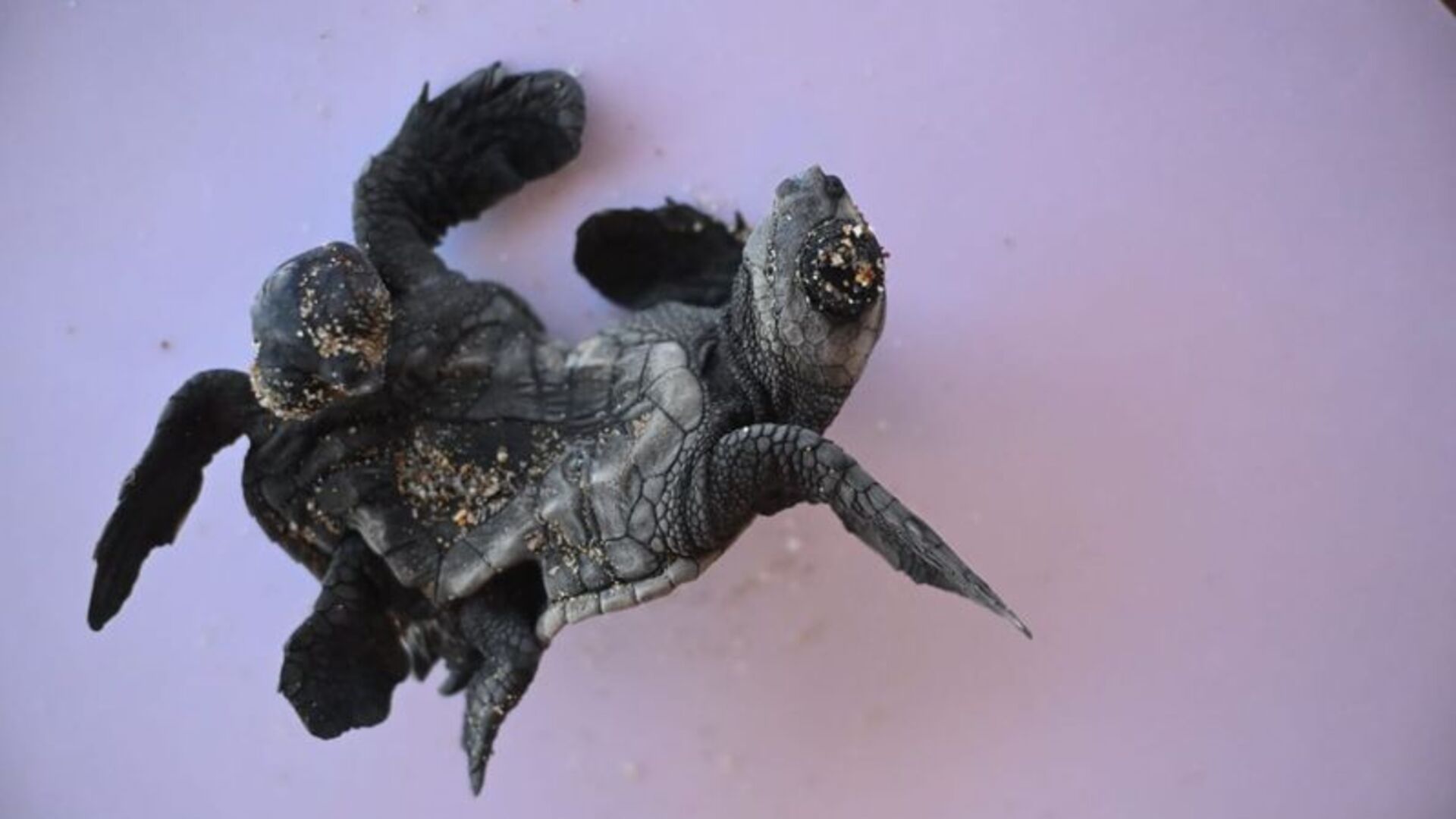 Antalya Sahillerinde Nadir Görülen Siyam İkizi Caretta Caretta Yavruları Kameralara Yakalandı!