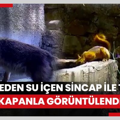 Uludağda çeşmeden su içen sincap ile tilki fotokapanla görüntülendi