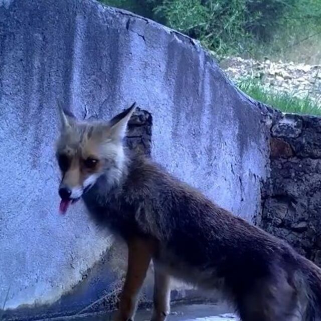 Aynı çeşmede fotokapana yakalandılar