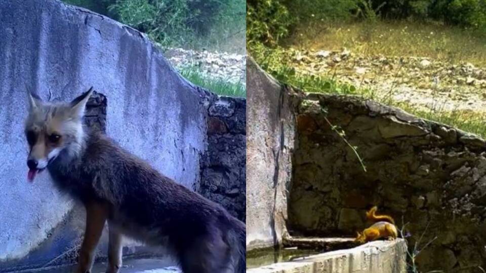 Aynı çeşmede fotokapana yakalandılar