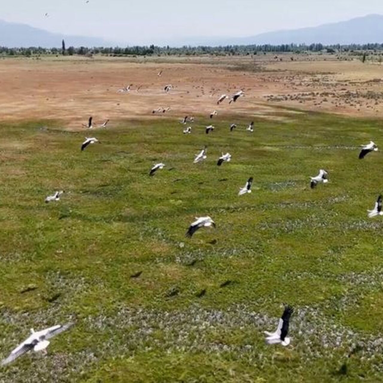 Afrika'dan yola çıkıp Erzincan'a ulaştılar