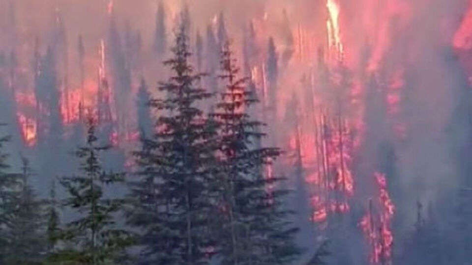 Arıları sakinleştirirken 80 hektar ormanı yaktı