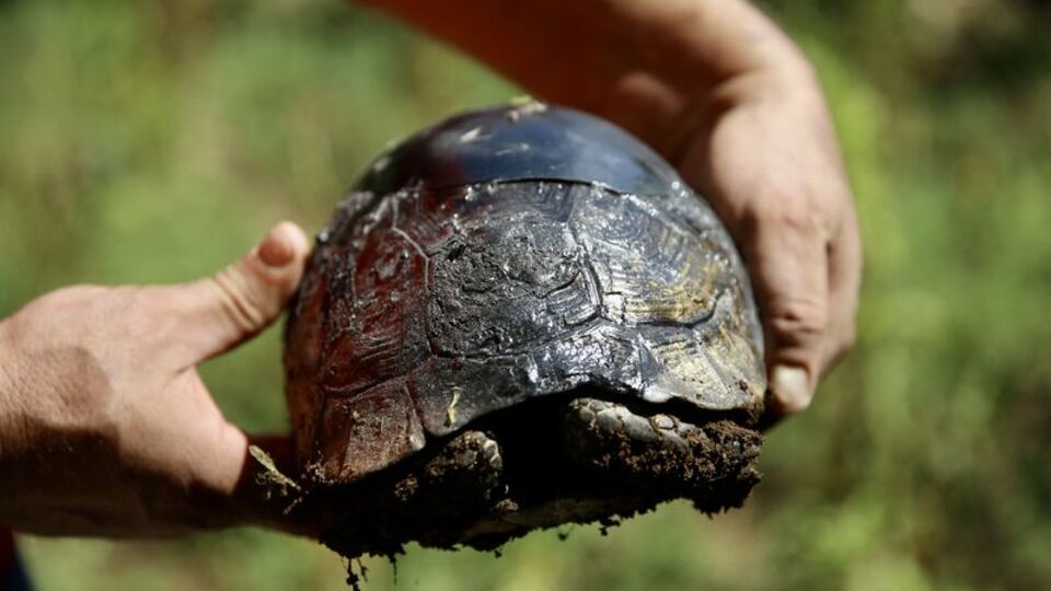 Kırık kabuğunu ahşap ustası onardı