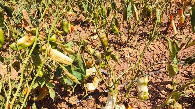 Aşırı sıcak tarladaki biberi de yaktı