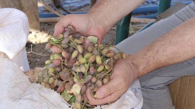 Fıstıkta yüzde 80 rekolte kaybı bekleniyor