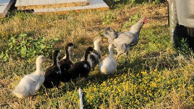 Tavuk, ördek yavrularına annelik yapıyor