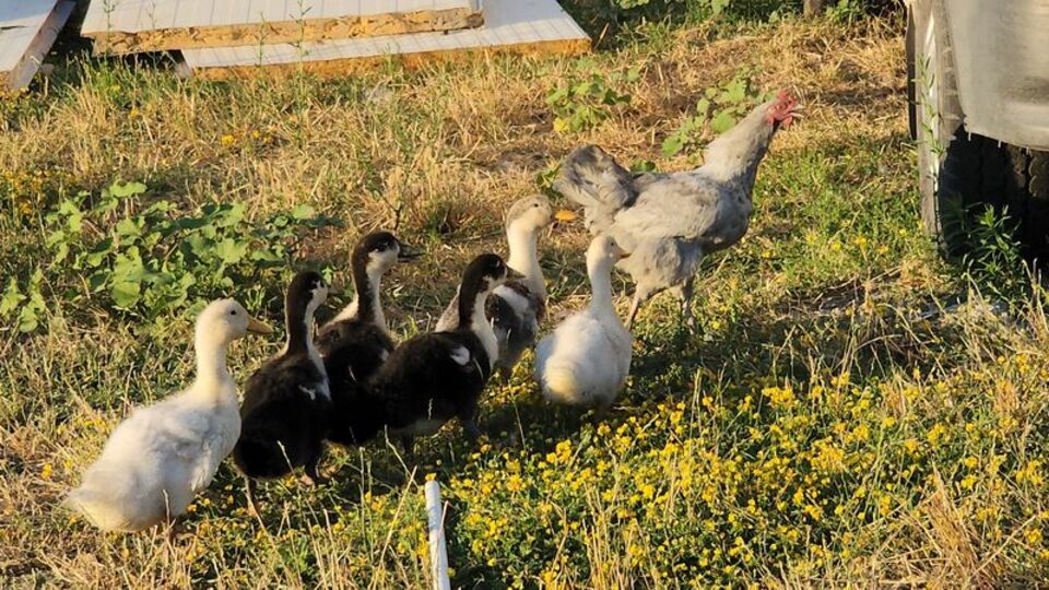 Tavuk, ördek yavrularına annelik yapıyor