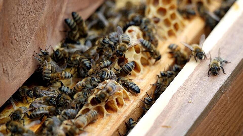 Rize'de arı can aldı!