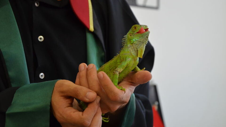 İguana 'İgor', hukuk bürosunun maskotu oldu