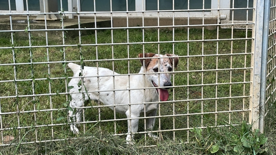 Gaziantep'te sahipsiz hayvanların sorumluluğunu Büyükşehir Belediyesi üstlendi