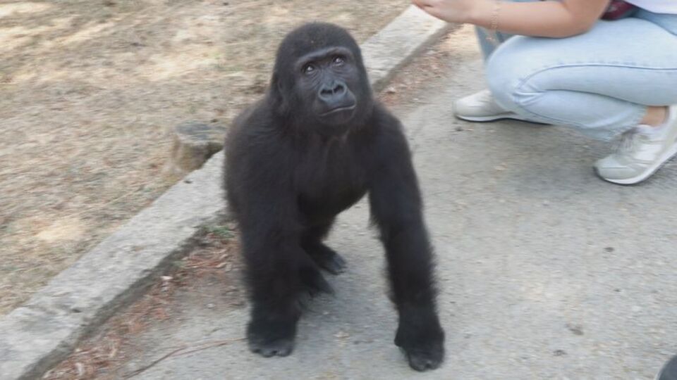 Yavru goril Zeytin Nijerya'ya gidiyor