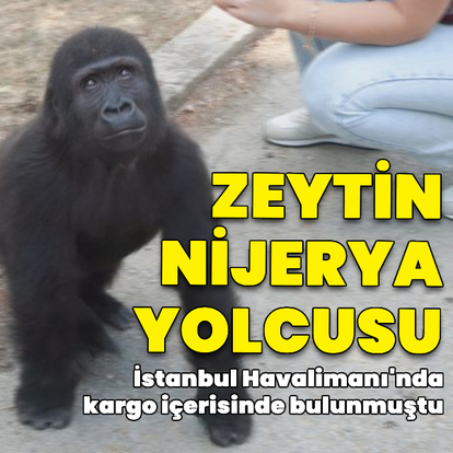 Yavru goril Zeytin Nijerya'ya gidiyor