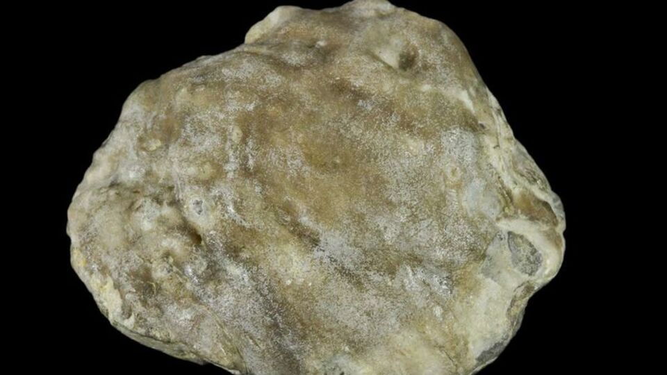 Turist buldu! İşte 100 milyon yıllık fosil inci