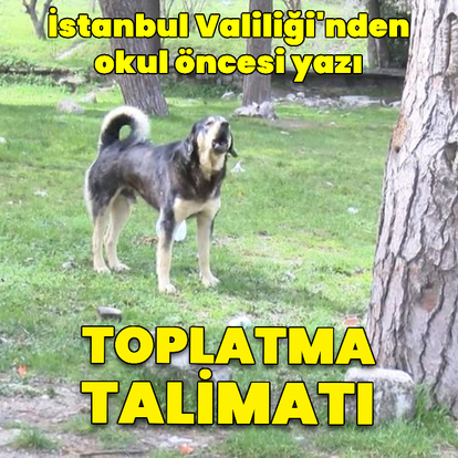 İstanbul Valiliği'nden sahipsiz sokak hayvanları açıklaması