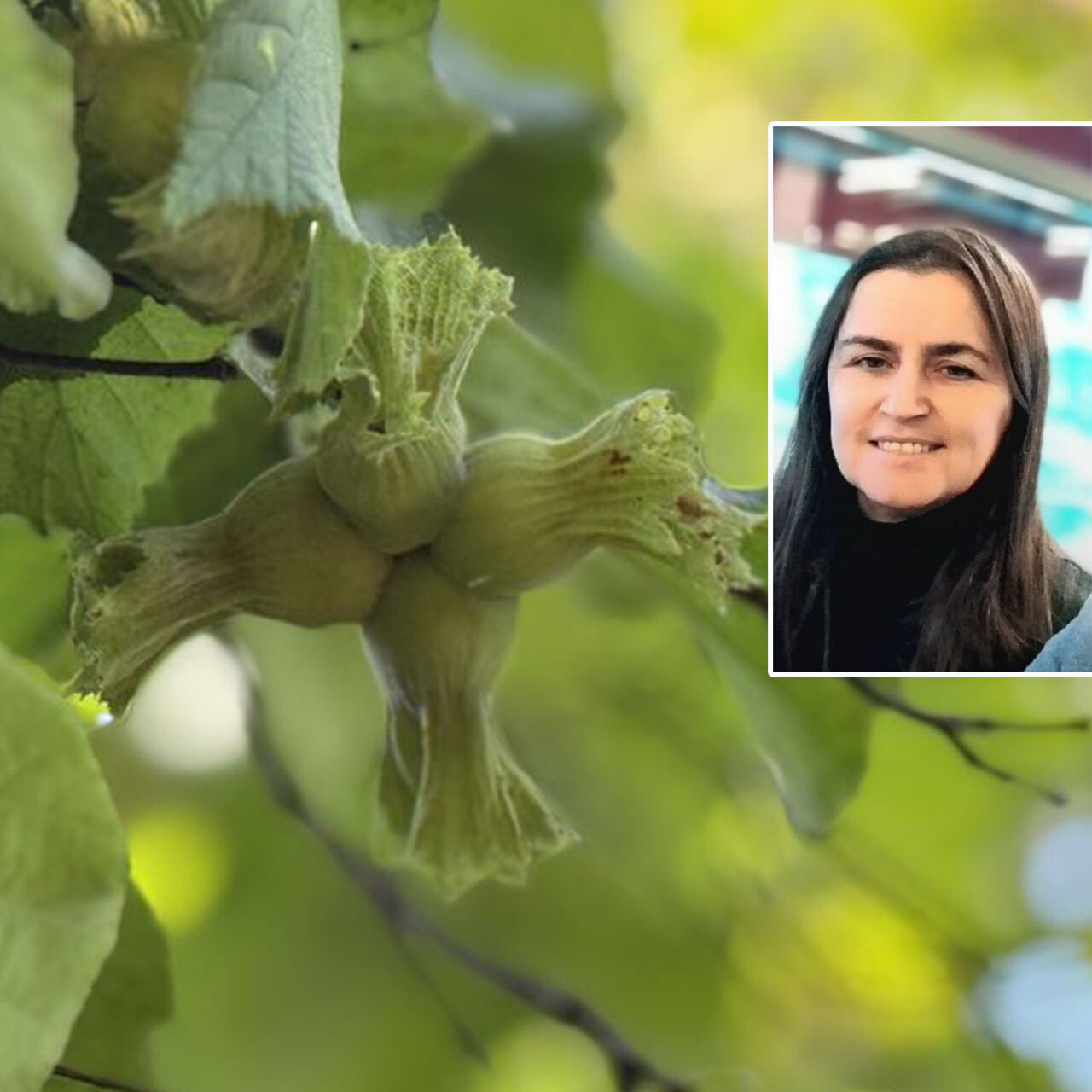 Fındık toplarken arı öldürdü!