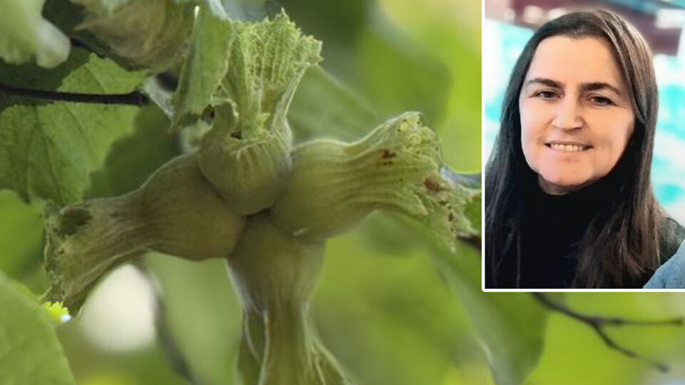 Fındık toplarken arı öldürdü!