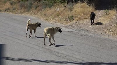 Sahipsiz köpeklerden kaçarken otomobil çarptı!