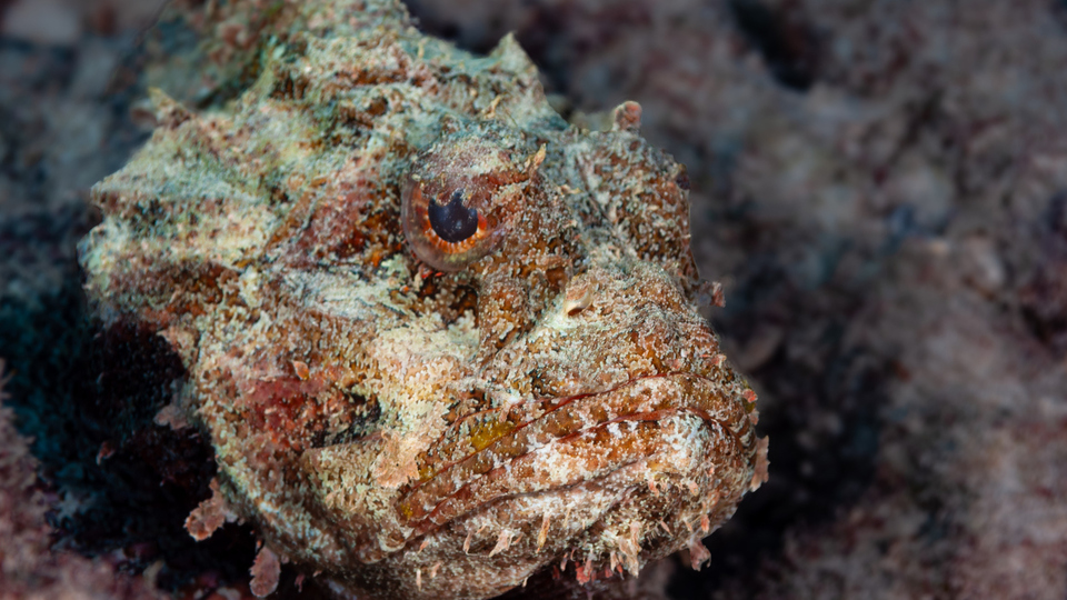 Dünyanın en tehlikeli balıkları!