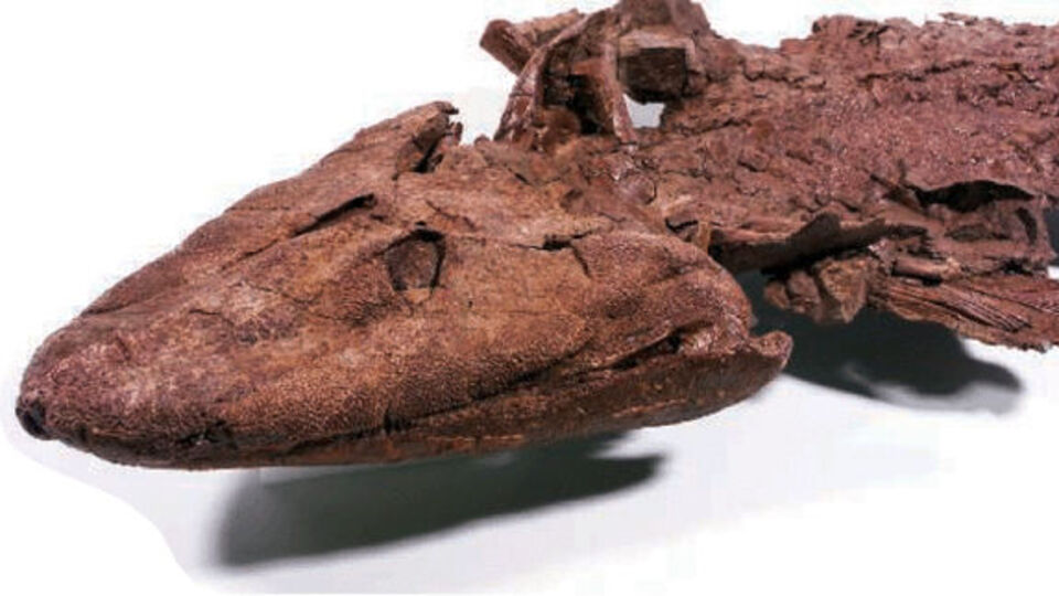 Karaya 10 milyon yıl daha erken çıkmış olabilirler