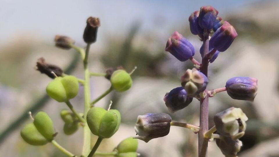 Toros Dağları'nda keşfedildi, literatüre kazandırıldı
