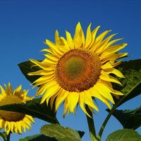 Konya Şeker ayçiçeği alım fiyatlarını açıkladı