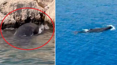 Olay yeri: Antalya! Yavru balina kayalıklara sıkıştı!
