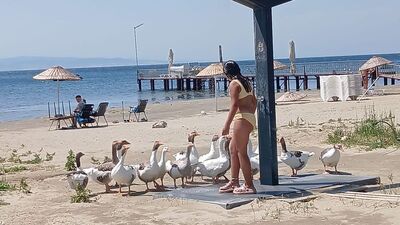 'Şartlı tahliye' edilen kazlar tatilcilerle serinledi