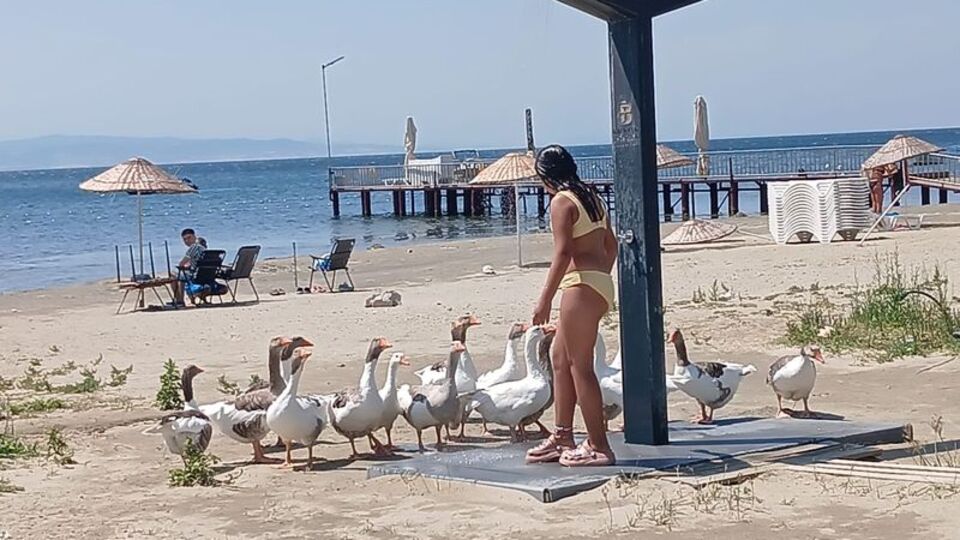 'Şartlı tahliye' edilen kazlar tatilcilerle serinledi