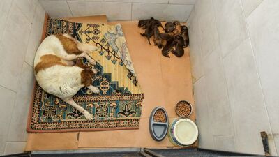 "Kepçeyle köpek toplama" iddiasına yanıt