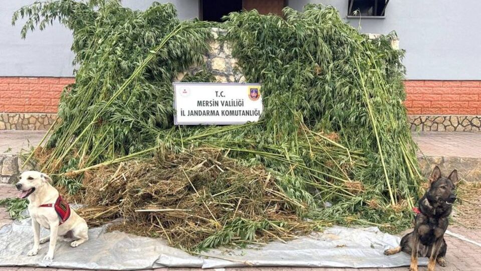 Bahçesini kenevir tarlasına çevirdi