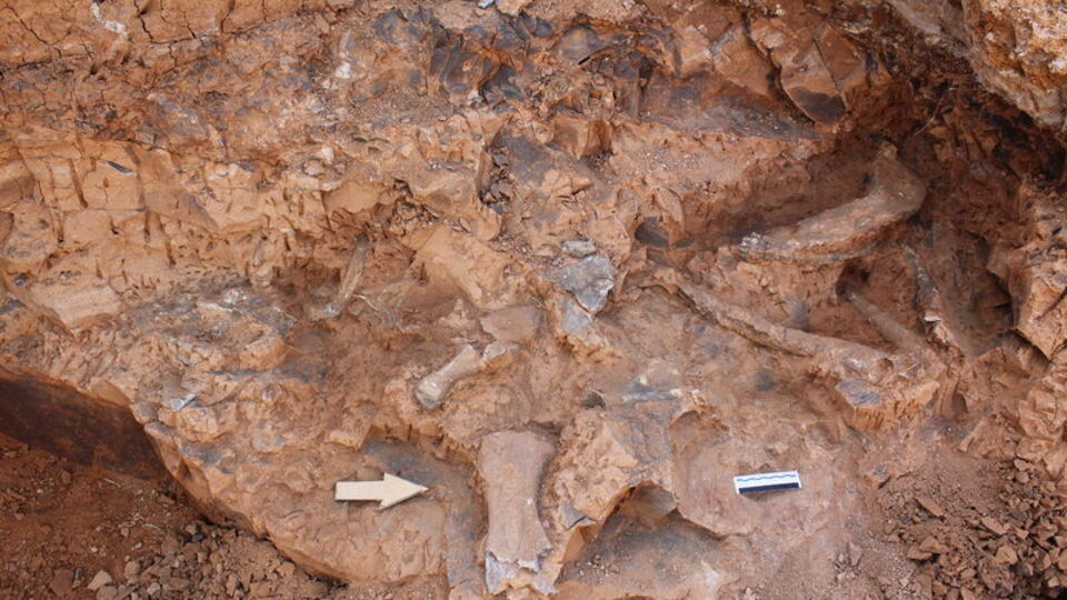 27'ye ulaştı! 7 ila 9 milyon yıl öncesine ait