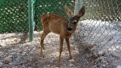 Bir aylık karaca yavrusuna anne şefkati!