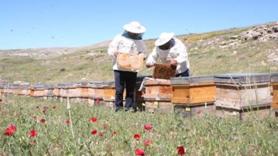 Eğriçayır nerede?