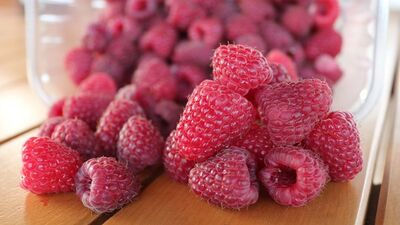 Beyaz yakalının yeni trendi: Yaban mersini yetiştiriciliği