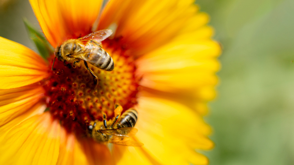 Bal arıları için 'süper gıda' üretildi
