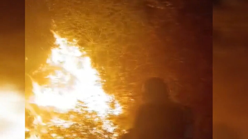 Marmara Adası'nda orman yangını