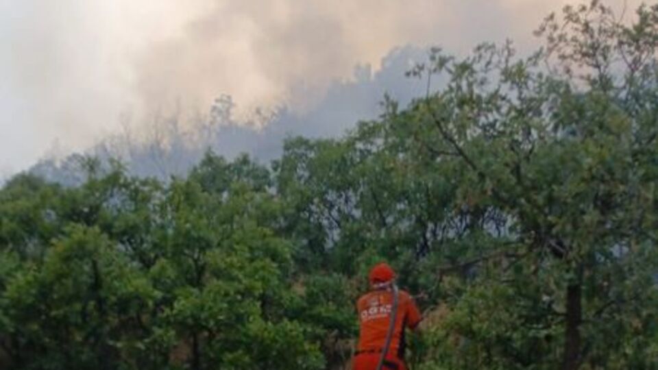 Bingöl'deki orman yangını söndürüldü