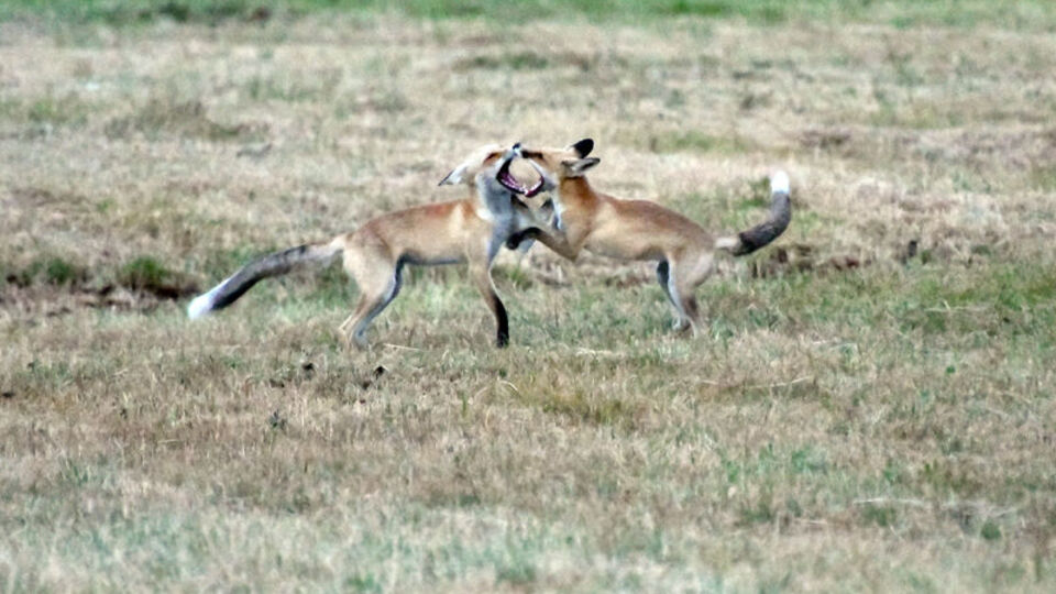 Kızıl tilki yavrularının oyunu kamerada