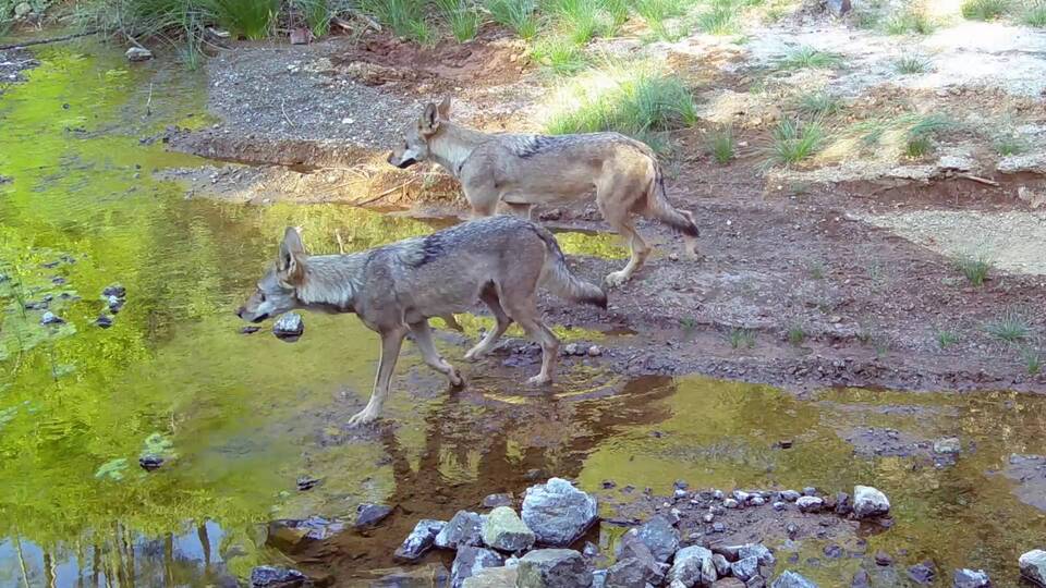 Muğla'da nadir görüntü! Fotokapana yansıdı